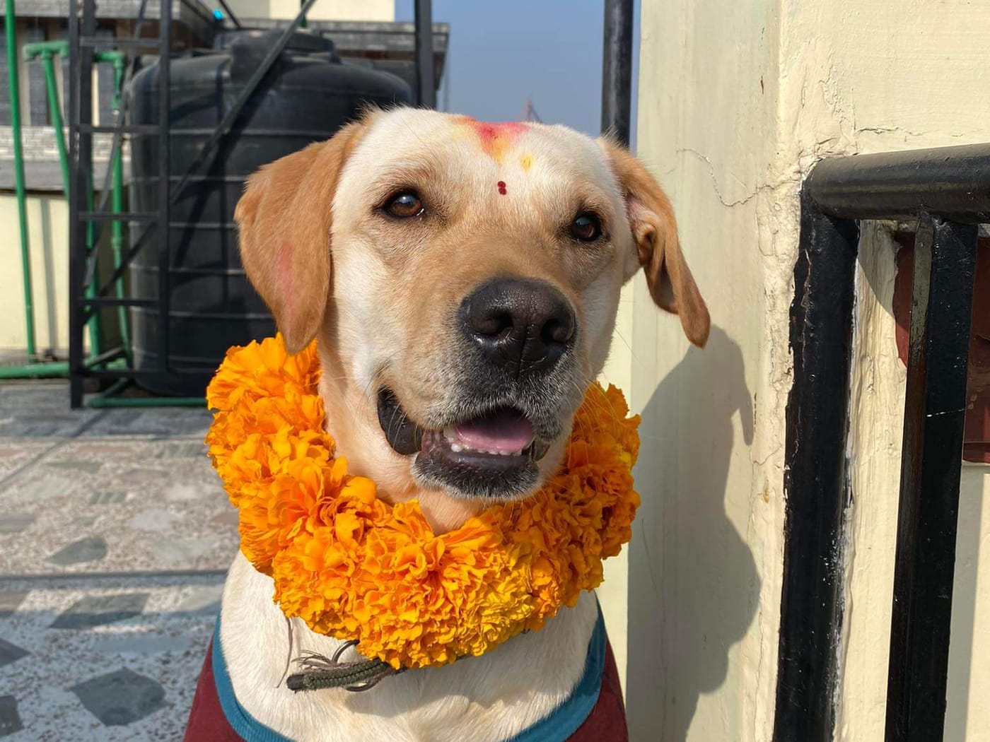 A dog in Kathmandu on Kukur Tihar, with a red tika and a marigold garland